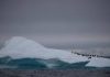 Pacific islanders likely found Antarctica first: study