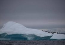 Pacific islanders likely found Antarctica first: study