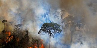 Legal definition of ‘ecocide’ a new milestone in efforts to criminalise environmental mass destruction
