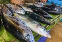 Expanding connection to science for the Pacific Fisheries people