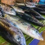 Offer fishing discounts:PNG Fishing Industry Association