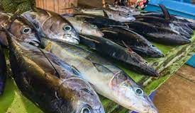 Offer fishing discounts:PNG Fishing Industry Association