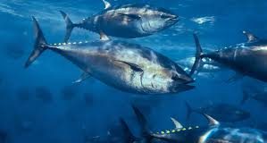 FFA study on marine pollution to boost compliance with fishing rules