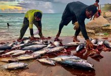 Why the world’s most fertile fishing ground is facing a ‘unique and dire’ threat
