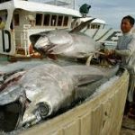 The mice that roared: how eight tiny countries took on foreign fishing fleets