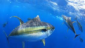 IOTC adopts resolution to rebuild yellowfin tuna stock, but NGOs question its effectiveness