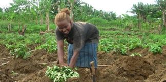 Sustainable development report shows devastating impact of COVID, ahead of ‘critical’ new phase