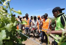 Pacific Island seasonal workers filling an ‘absolutely vital’ gap, horticulture sector says
