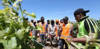 Pacific Island seasonal workers filling an ‘absolutely vital’ gap, horticulture sector says