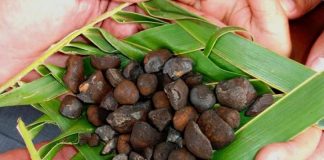 Cook Islands to continue support of UN seabed mining process