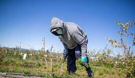 Seasonal workers unfamiliar with laws