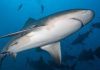 Not a lone shark: bull sharks may form ‘friendships’ with each other, study finds
