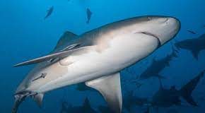 Not a lone shark: bull sharks may form ‘friendships’ with each other, study finds