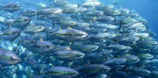 Study: Warming Waters Threaten Tuna-Dependent Economies in the Pacific