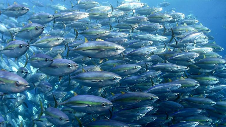 Study: Warming Waters Threaten Tuna-Dependent Economies in the Pacific