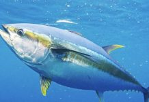 EU and Cook Islands agree to continue their sustainable fisheries partnership