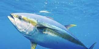 EU and Cook Islands agree to continue their sustainable fisheries partnership