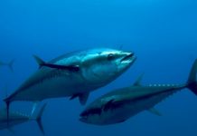 Shifting tuna populations could trigger ‘climate justice issue’: study