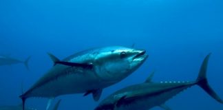 Shifting tuna populations could trigger ‘climate justice issue’: study