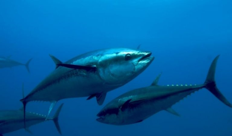 Shifting tuna populations could trigger ‘climate justice issue’: study
