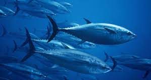 Global talks on Fisheries subsidies must target big subsidisers not development