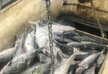 Transhipment challenges in the WCPO