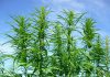 Industrial hemp an alternative to illegal marijuana: Fiji Economy Minister