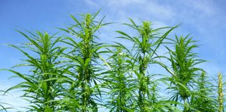 Industrial hemp an alternative to illegal marijuana: Fiji Economy Minister