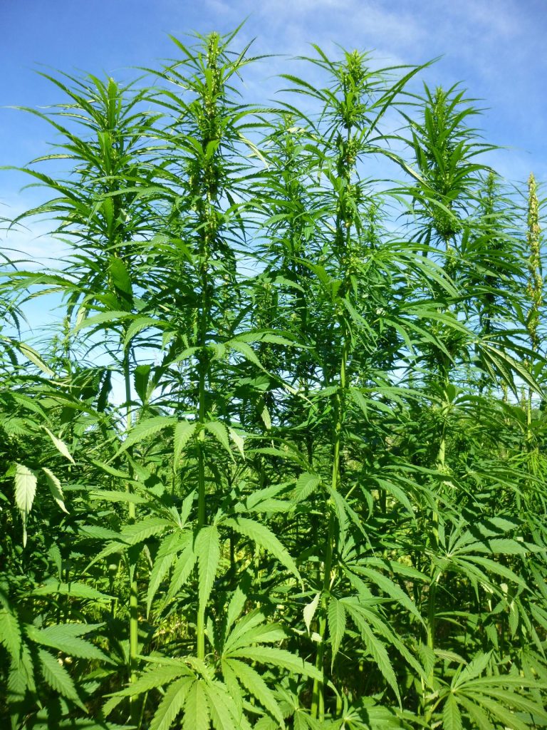Industrial hemp an alternative to illegal marijuana: Fiji Economy Minister