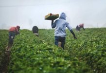 New agriculture visa offers path to permanent residency in Australia