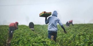 New agriculture visa offers path to permanent residency in Australia