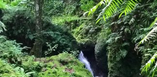 UN Secretary-General calls for bold action to end biodiversity crisis