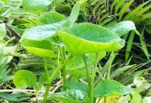 Legalise kava production, says Bundaberg Regional Council in submission to DFAT