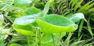 Legalise kava production, says Bundaberg Regional Council in submission to DFAT