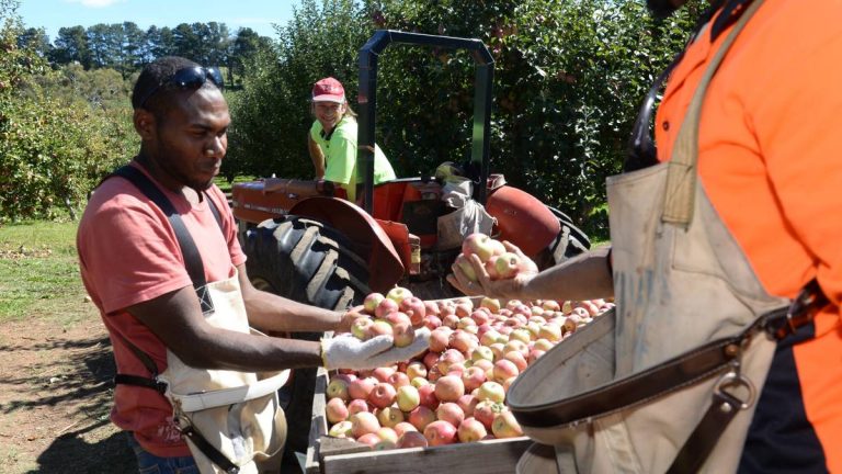 Vanuatu to trial in-country quarantine for seasonal workers