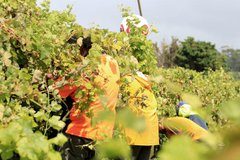 COVID-19 “red status” prompts Tasmanian ban on seasonal workers from Tonga
