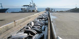 World tuna capital