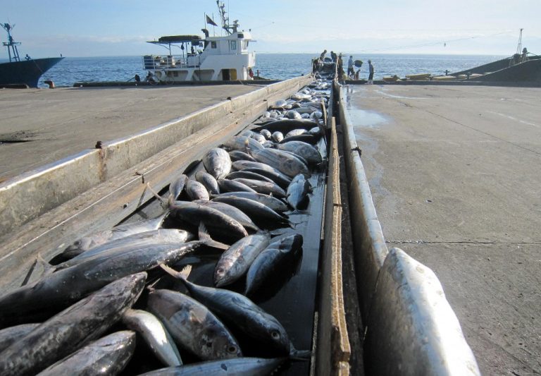 World tuna capital