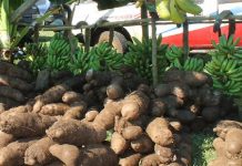 Solutions to food insecurity top agenda in meeting of Small Island Developing States