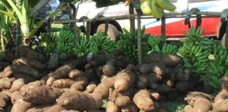Solutions to food insecurity top agenda in meeting of Small Island Developing States