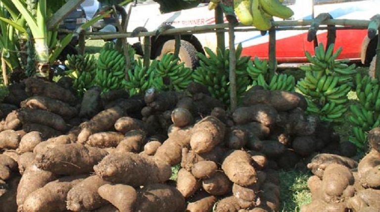 Solutions to food insecurity top agenda in meeting of Small Island Developing States