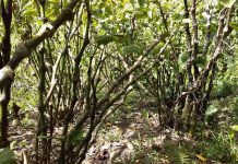 Bundaberg mayor explains interest in kava partnership notion