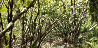 Bundaberg mayor explains interest in kava partnership notion