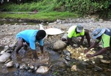 Kava: The Pacific’s Economic ‘Diamond’ is being coveted by competitors