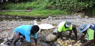 Kava: The Pacific’s Economic ‘Diamond’ is being coveted by competitors