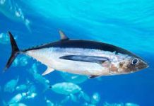 Albacore Tuna are spawning less, and that’s worrying some south Pacific nations