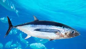 Albacore Tuna are spawning less, and that’s worrying some south Pacific nations