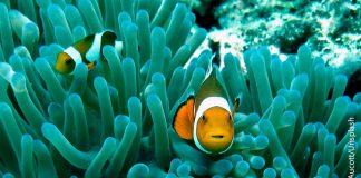 New ideas, new resources: ADB’s blue bond a big step toward healthy oceans
