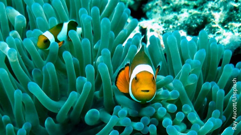New ideas, new resources: ADB’s blue bond a big step toward healthy oceans
