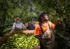 New deal secures more Pacific Islander farmworkers for Victoria
